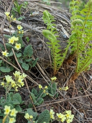 Primula pseudoelatior