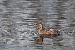 Tachybaptus ruficollis