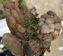 Phallusia mammillata