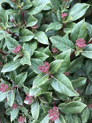 Viburnum tinus