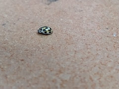 Propylea quatuordecimpunctata