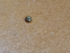 Propylea quatuordecimpunctata