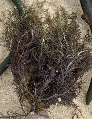 Chondracanthus teedei
