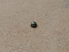 Propylea quatuordecimpunctata