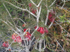 Melaleuca eriocarpa