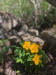 Trollius ranunculinus