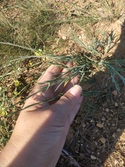 Dianthus marschallii