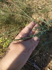 Dianthus marschallii