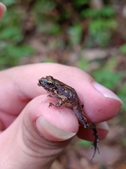 Limnonectes paramacrodon