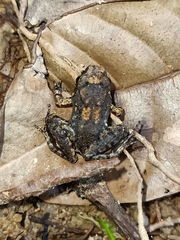 Limnonectes paramacrodon