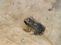 Limnonectes paramacrodon