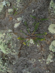 Deinandra clementina