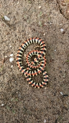 Homoroselaps lacteus