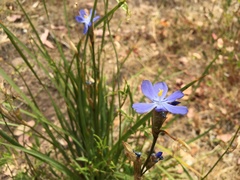Orthrosanthus multiflorus