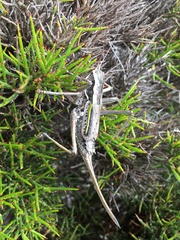 Psacadonotus insulanus