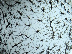 Cribraria intricata