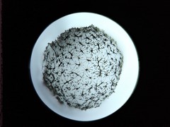 Cribraria intricata