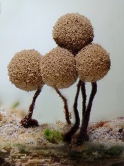 Cribraria intricata