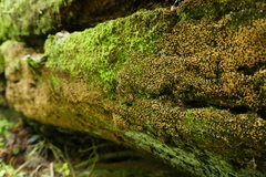 Cribraria intricata