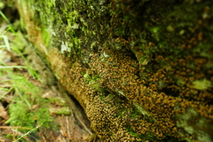 Cribraria intricata
