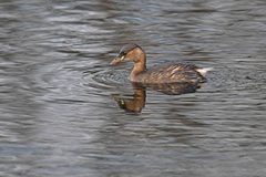 Tachybaptus ruficollis