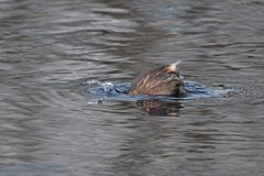 Tachybaptus ruficollis