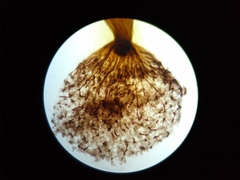 Cribraria intricata