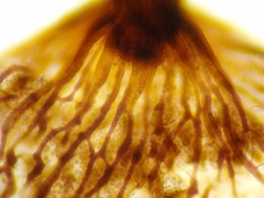 Cribraria intricata