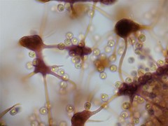 Cribraria intricata