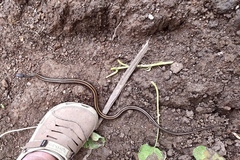 Xenochrophis vittatus