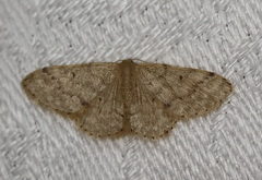 Idaea pilosata