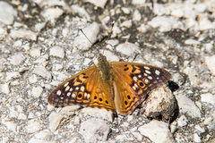 Asterocampa celtis celtis