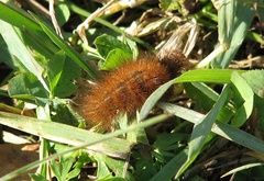 Arctia matronula