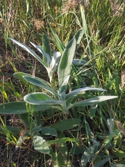 Stachys cretica
