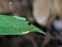 Leucodrepana serratilinea