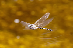 Austroaeschna speciosa