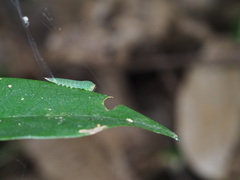 Leucodrepana serratilinea