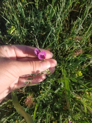 Vicia sativa amphicarpa