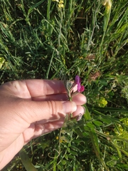Vicia sativa amphicarpa