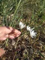 Ornithogalum navaschinii