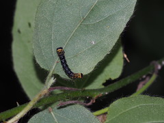Heterolocha