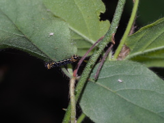 Heterolocha
