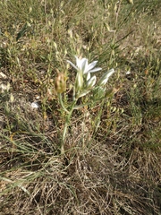 Ornithogalum navaschinii
