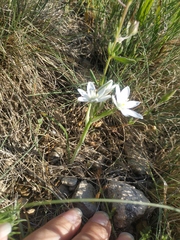 Ornithogalum navaschinii