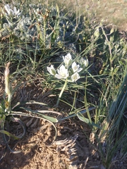 Ornithogalum navaschinii