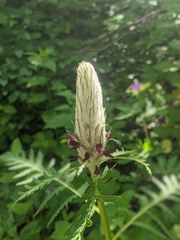 Pedicularis atropurpurea