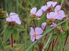 Argyrella phaeotricha