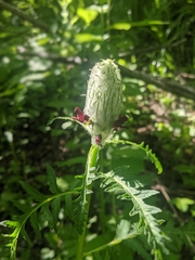 Pedicularis atropurpurea