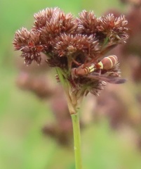Juncus oxycarpus