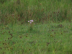 Argyrella phaeotricha